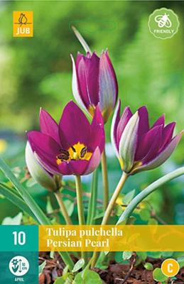 Tulp Pulchella Persian Pearl 10 bollen
