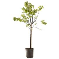 Kweepeer Cydonia oblonga peer