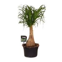 Beaucarnea Nolina - Ø19 ↕60