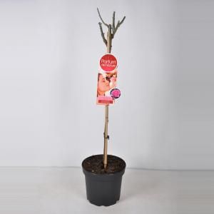 Grootbloemige roos op stam Parfum de Nature (rosa "Beverly"®) - Op stam 70 cm - 1 stuks