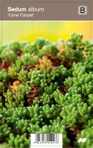 Vips Sedum album Coral Carpet - Muurpeper