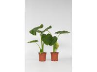 Set van 2 Alocasia Macrrorhiza 'Olifantsoren'