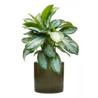 Plant in Pot Aglaonema Silver Bay 80 cm kamerplant in Cylinder Green 30 cm bloempot - thumbnail