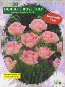 Tulp