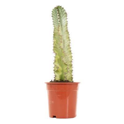 Euphorbia Ingens Marmorata Variegata