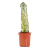 Euphorbia Ingens Marmorata Variegata