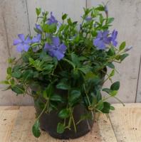 3 stuks! Vinca Minor blauw - Warentuin natuurlijk