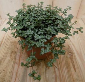 2 stuks! Kamerplant Chique Pilea Glauca - Warentuin Natuurlijk