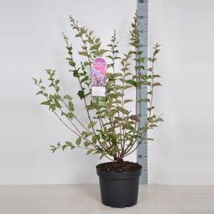 Dwergsering (syringa "Josee") - 70-90 cm - 1 stuks