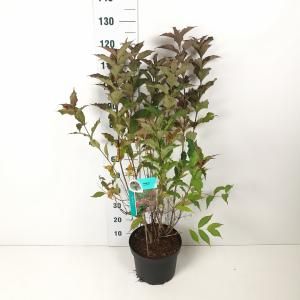 Weigela struik Red Prince - 80 - 100 cm - 5 stuks