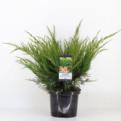 Juniperus pfitzeriana mint julep 50 cm - Warentuin natuurlijk