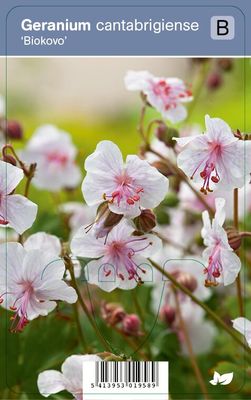 Vips Geranium cantabrigiense Biokovo - Ooievaarsbek