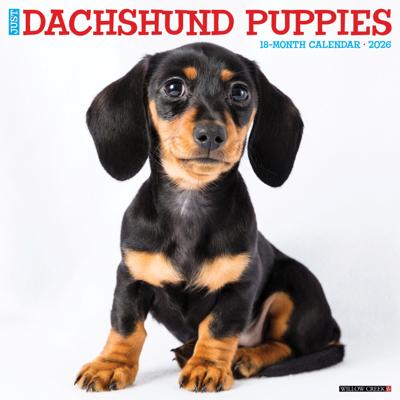 Teckel Puppies Kalender 2026