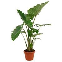 Alocasia portodora L kamerplant - thumbnail