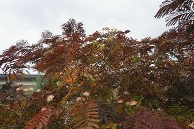 Perzische slaapboom Perzische slaapboom