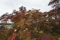 Albizia