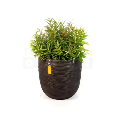 Bloempot Bol Rib Zwart 35 34 Capi Europe + Leucothoe
