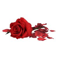 Valentijnscadeau rode roos 31 cm met bordeauxrode rozenblaadjes - thumbnail