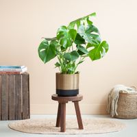 Monstera Deliciosa - Gatenplant - inclusief Pot Matgoud - P21