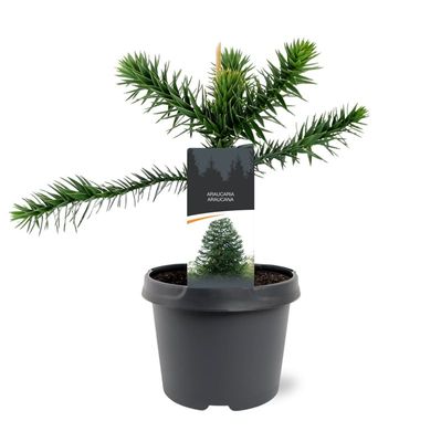 Apenboom