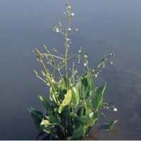 Grote waterweegbree (Alisma plantago-aquatica) moerasplant - 6 stuks - thumbnail