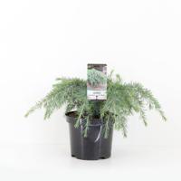 Cedrus deodara feelin blue 40 cm - Warentuin natuurlijk