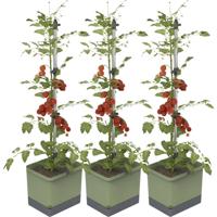 Gusta Garden TOM TOMATO 3er-Set dunkelgrün / W07074 Plantcontainer