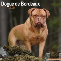 Bordeaux Dog Kalender 2026