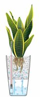 LECHUZA MAXI-CUBI Plantenpot Vrijstaand Acrylonitrielbutadieenstyreen (ABS) Metallic Binnen - thumbnail
