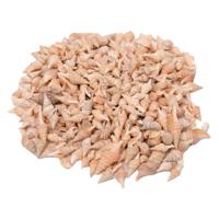 Colorations - zeeschelpen turrid, 400g Colorations - zeeschelpen turrid, 400g