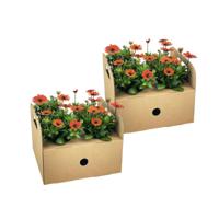 Osteospermum ecklonis Orange Ø12 cm - ↕20 cm
