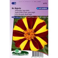 Tagetes Patula Nana zaden Mr. Majestic afrikaan - thumbnail