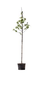 Zakdoekenboom Davidia involucrata h 250 cm st. omtrek 8 cm - Warentuin Natuurlijk