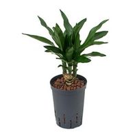 Dracaena janet lind tezen hydrocultuur plant - thumbnail