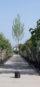 Witte wilg Salix alba h 450 cm st. omtrek 16 cm - Warentuin Natuurlijk