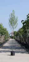 Witte wilg Salix alba h 450 cm st. omtrek 16 cm - Warentuin Natuurlijk
