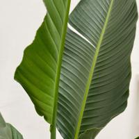 Strelitzia Augusta multi stam XXL - 250 cm - ø30-40 Strelitzia Augusta multi stam XXL - 250 cm - ø30-40