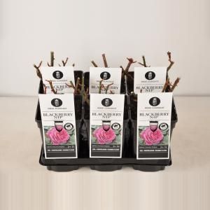 Grootbloemige roos (rosa "Blackberry Nip"®) - C3 - 1 stuks