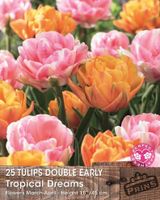 Prins tulpen tropical dreams 25 bollen