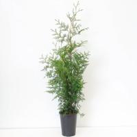 Thuja occidentalis brabant 80-150 cm - Warentuin natuurlijk