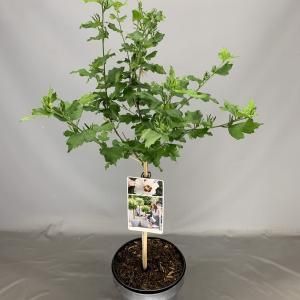 Hibiscus syriacus Red Heart op stam - Stam 50 cm - 2 stuks