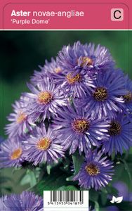 Vips Aster novae-angliae Purple Dome - Herfstaster