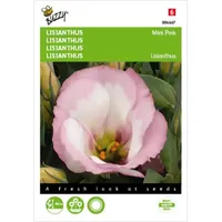 Lisianthus mini roze