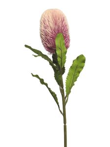 Banksia spray mauve 65cm