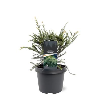 Sequoia sempervirens Adpressa 30-40 cm Conifeer - Warentuin natuurlijk