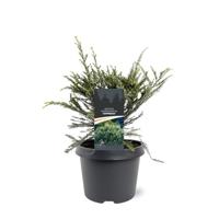 Sequoia sempervirens Adpressa 30-40 cm Conifeer - Warentuin natuurlijk
