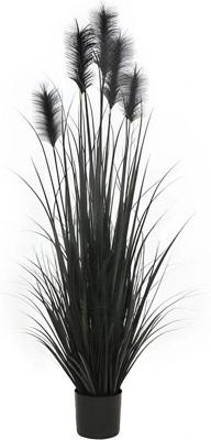 Pluimgras in pot 153 cm zwart - Hortus