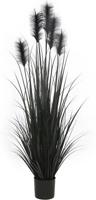 Pluimgras in pot 153 cm zwart - Hortus