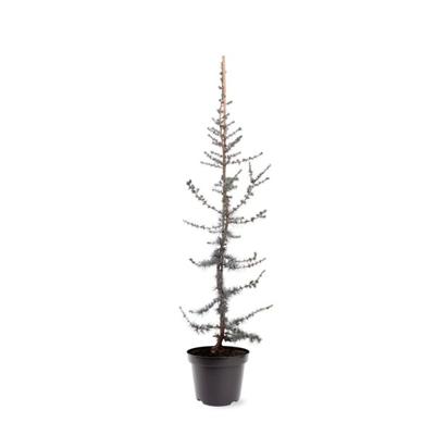 Cedrus libani Glauca 80-100 cm Conifeer - Warentuin natuurlijk