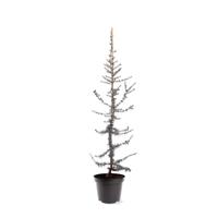 Cedrus libani Glauca 80-100 cm Conifeer - Warentuin natuurlijk